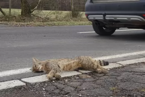 Überfahrene Wildkatze.