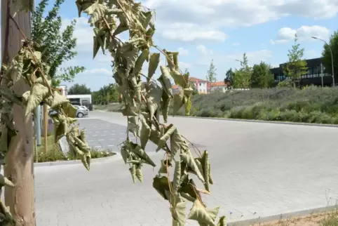 Die Wurzeln sollen bald wieder genug Wasser ziehen können. 