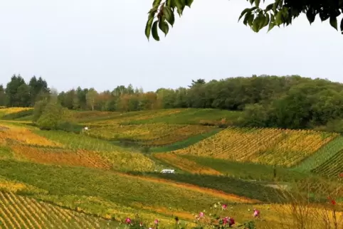 Der Kastanienbusch bei Birkweiler: eine der besten Lagen der Pfalz. 