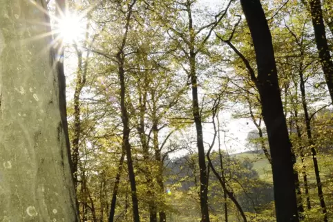 60 bis 100 Jahre alt sind die meisten Buchen und Eichen im Wald. 