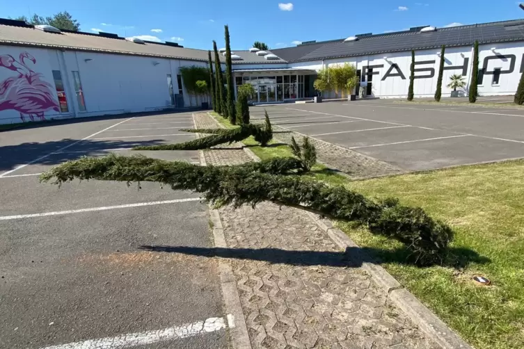 S&auml;ulenzypressen umgeknickt: Bei B&ouml; Fashion haben Vandalen ihr Unwesen getrieben.