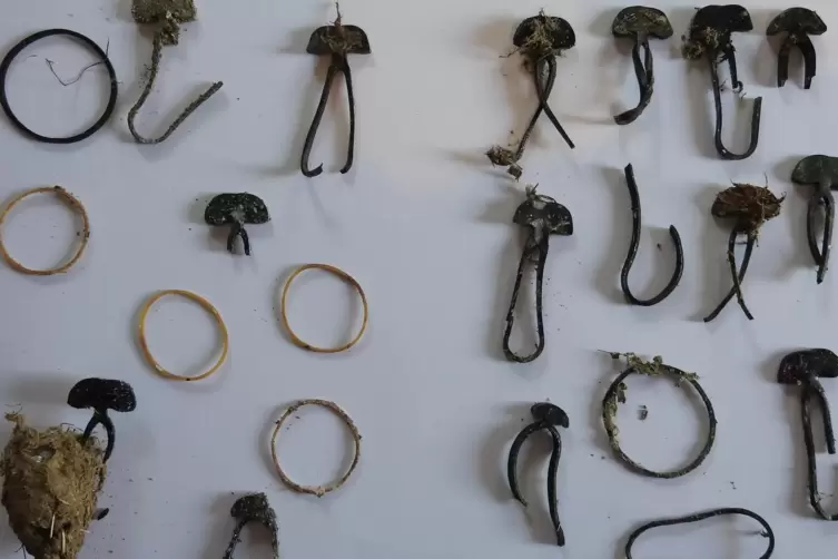 Unter dem Nest vor dem Bornheimer Storchenzentrum hat dessen Leiterin Jessica Lehmann diese Gummiringe und Heftgummis gefunden. 