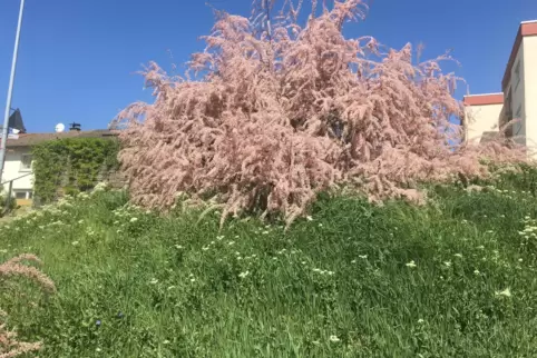 Wunderschön: Das Woogbachtal in Speyer-West.