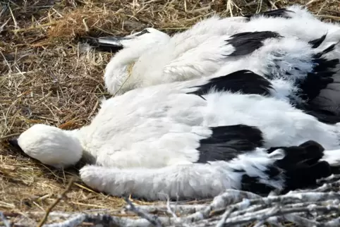 Während der Beringung stellen sich die Tiere tot.