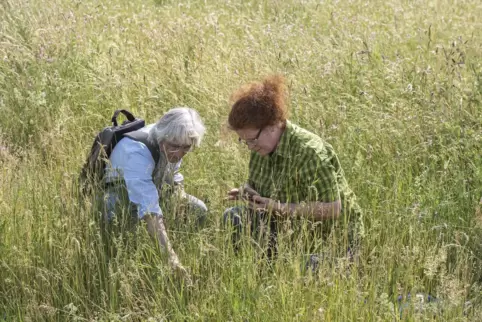 Bestimmen Insekten: Joachim Häußler (links) und Sabine Heilmann vom Nabu der Verbandsgemeinde Lingenfeld. 