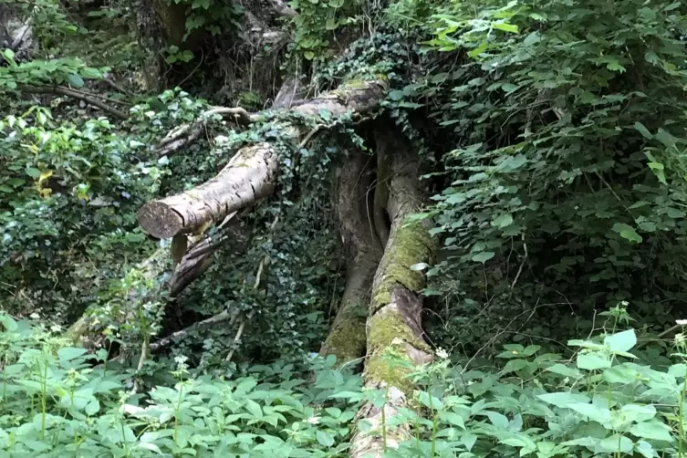 Vom Hang abgestürzter Baum samt Wurzelwerk. Seine Krone lag vollständig auf dem Radweg. 