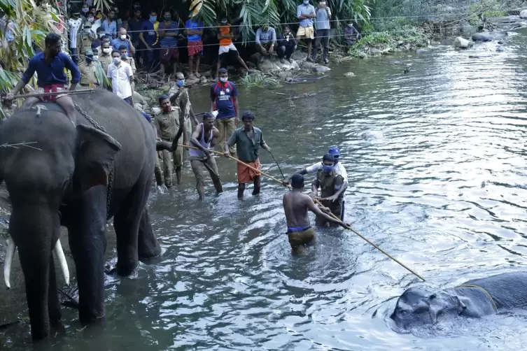 Menschen ziehen einen 15-jährigen schwangeren wilden Elefanten aus dem Fluss Velliyar. 