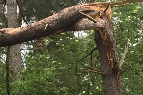 Markante Einstiegsstelle: der abgeknickte Baum an der Speyerer Nato-Straße.