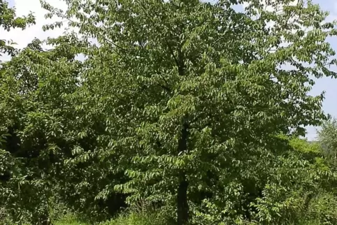 vogelki4