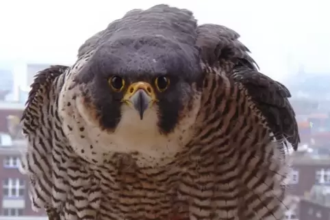 Ein Wanderfalke auf dem BASF-Gelände.