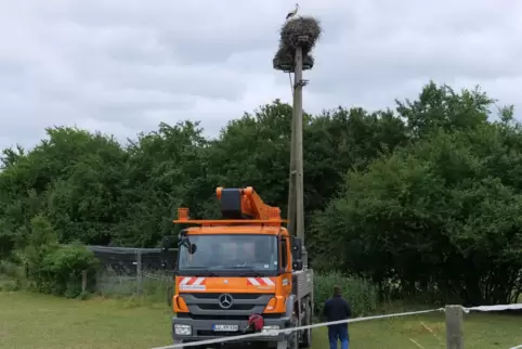 Auf der Kollerinsel bei Otterstadt werden Störche beringt. Die Pfalzwerke stellen kostenlos den Lkw mit Hubarbeitsbühne. Fahrer 