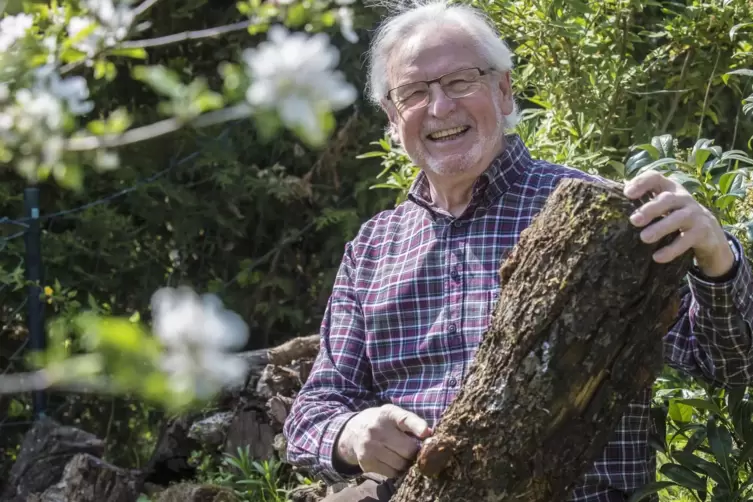 Wolfgang Peltz ist Pilzexperte. Auf diesem Holzstück hat sich ein Feuerschwamm eingenistet. 