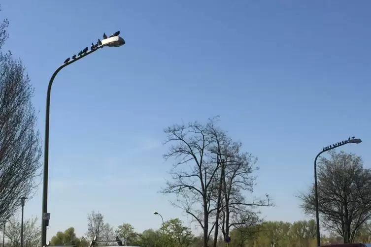 Wie die sprichw&ouml;rtlichen H&uuml;hner: Tauben in Friesenheim.
