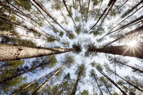 Die Trockenheit wird viele Baumarten aus den Wäldern verdrängen.