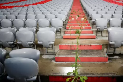 Geisterspiele machen’s möglich: Auf der Tribüne der Münchner Allianz Arena wächst das Unkraut.