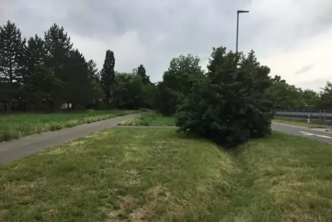 Grünstreifen will die Projektgruppe ArtenErben zu Blühstreifen machen. So wie hier bei der Maxdorfer Kurpfalzstraße, an der Land