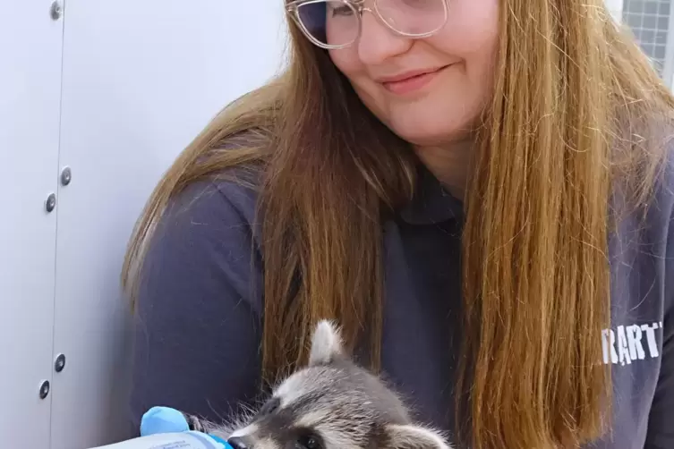 Maskenpflicht: Tierpflegerin Nicole Meyer f&uuml;ttert ein etwa acht Wochen altes Waschb&auml;rjunges. 