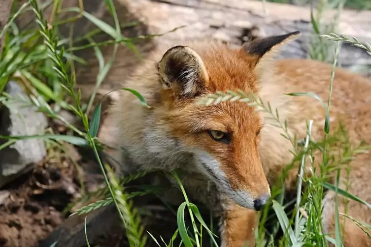  Rotfuchs Porthos lebt seit April 2017 in Ma&szlig;weiler, zusammen mit einem Artgenossen, dessen Familie in einem H&auml;cksler starb &ndash; wa