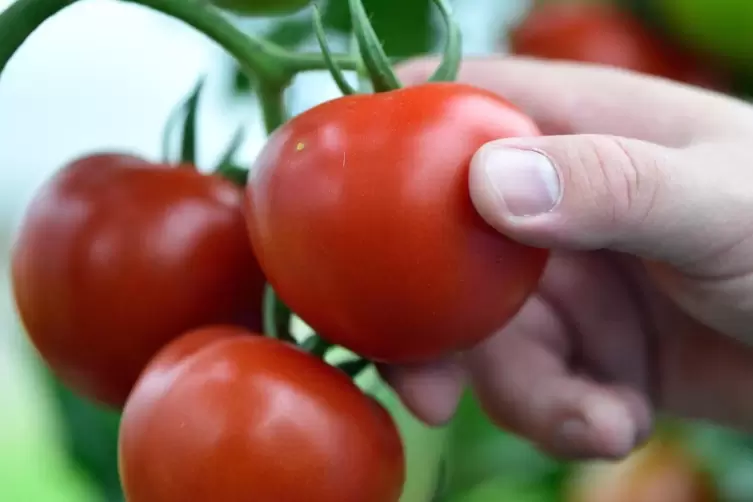 „Wann, bittschää, isch die Tomat zum Statussymbol worre?“, fragt unser Kolumnist. 