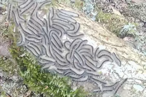 Die haarigen Raupen auf einem Eichenstamm.