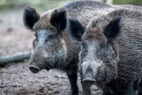 Die Wildschweinbestände sind derzeit hoch. Durch Corona fiel der Absatzmarkt Gastronomie flach. 