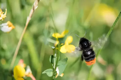 Steinhummel in einer Wiese. 