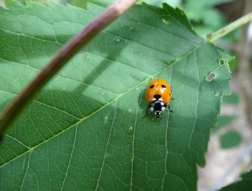 Dieser Marienkäfer hilft gegen Corona-Frust, findet Anneliese Tossmann: Sie freute sich, dass er ausgerechnet auf ihrem Kirschba