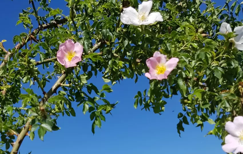 Jenny Tessmer hat uns dieses blumige Foto zugeschickt. »Blütenpracht am Neuberg« nennt sie es.