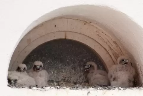 Haben das Nest mittlerweile verlassen: Turmfalken-Babys in der Ludwigstraße. Haben das Nest mittlerweile verlassen: Turmfalken-Babys in der Ludwigstraße.