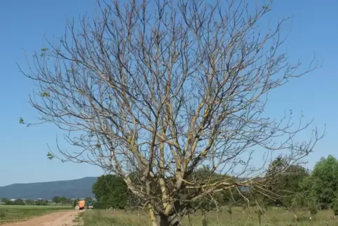 Ungewöhnlich: Bis Anfang Juni bleibt dieser Walnussbaum kahl.