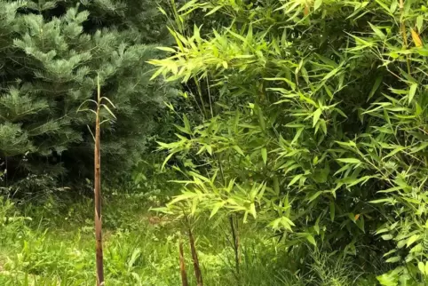 Bambus überspringt häufig die Rhizomsperre und macht sich überall im Garten breit – für viele Gärtner ein Problem. 