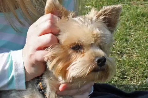 Ein Yorkshire-Terrier dieser Art wurde am Mannheimer Hauptbahnhof gefunden. 
