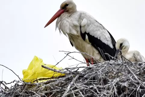 Dieser Weißstorch hat eine Plastiktüte ins Nest gebracht. Das ist nicht gut.
