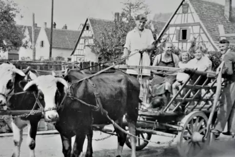 Typisches Fuhrwerk für die Nachkriegszeit: Familie Heimgärtner aus Berghausen mit Ochsengespann und Leiterwagen kurz nach Kriegs
