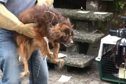 Dieser Chihuahua-Mischling war einer der verwahrlosten Hunde, die 2017 aus einem Haus der Tierärztin geholt worden waren. 