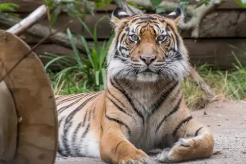 Im Heidelberger Zoo gibt es mehr als 2000 Tiere aus über 150 Arten. Darunter auch Tiger.