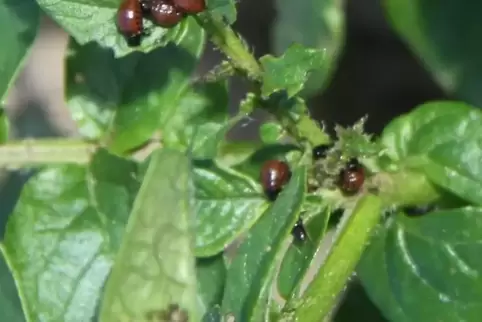 Die dunkelroten Larven fressen die Grumbeereblätter.
