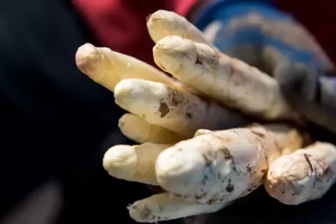 Viel teurer als im Vorjahr: Spargel.