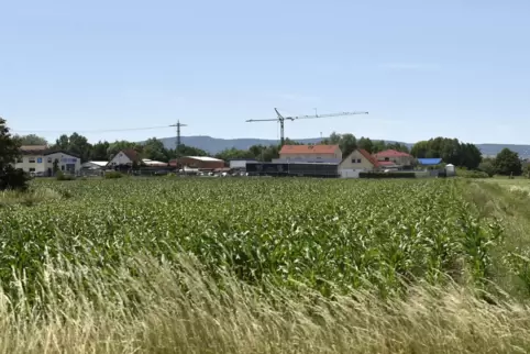 Auf den intensiv bewirtschafteten Feldern im Osten Lambsheims soll sich nach dem Wunsch des Gemeinderats Gewerbe ansiedeln. 
