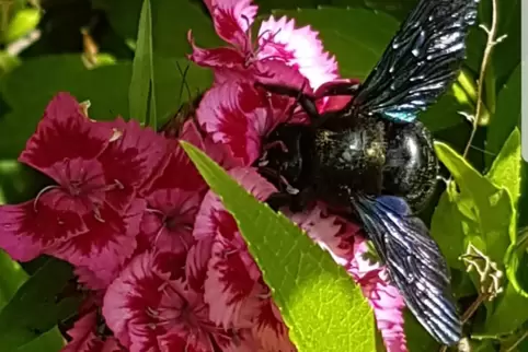 Beim Tag der offenen Gartentür können Besucher viele verschiedene Blumen entdecken.