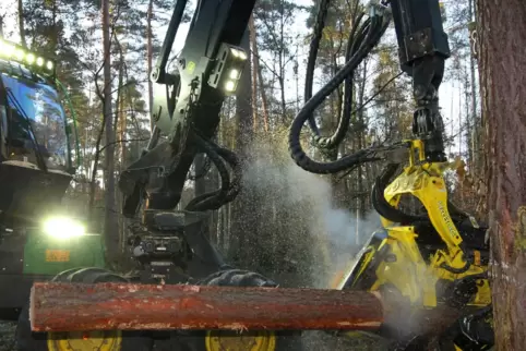 Holzernte im Wald bei Speyer: Ein Vollernter fällt und entrindet die Baumstämme.