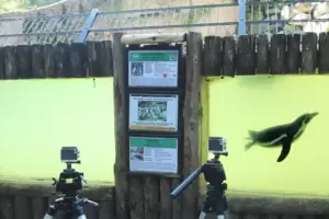 Der Versuch wird natürlich dokumentiert. Die Pinguine sollen vor Schleppnetzen gewarnt werden. 
