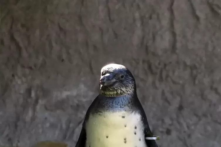 Wird gewarnt: Humboldt-Pinguin. 