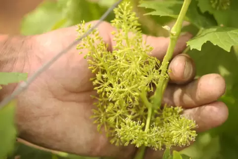  Nach einer erneut eher frühen Rebblüte und reichlich Regen in der ersten Junihälfte erwarten die Winzer wieder eine relativ frü