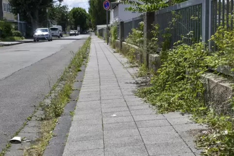 Hier wurde schon länger nichts mehr zurückgeschnitten: Blick in den Petersgartenweg.