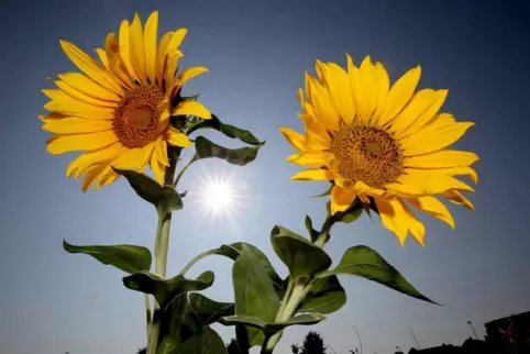 Gibt es in den kommenden Wochen überwiegend Sonnenschein? Oder wird es eher kühl und regnerisch? Das entscheidet sich dem Volksg