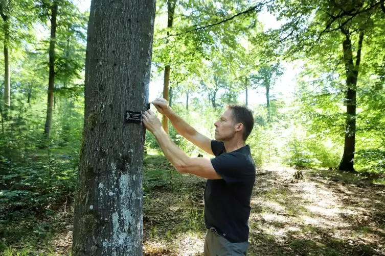 Bernhard Klein kontrolliert die Namensschilder für die Verstorbenen an den Bäumen im Ruheforst in Wilgartswiesen. 