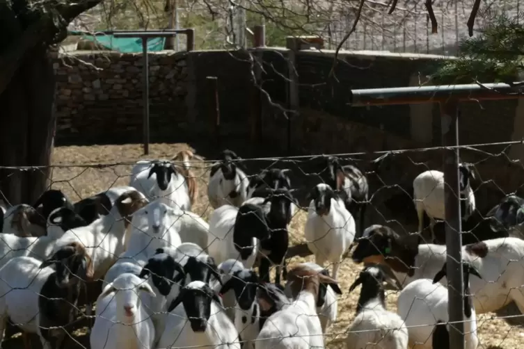 Die verbliebenen Schafe auf Rooiklip. Auch sie suchen Paten. 