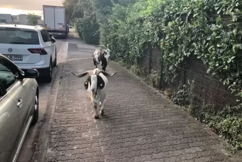 Zwei ZIegen beim Morgenspaziergang in der Venninger Straße.