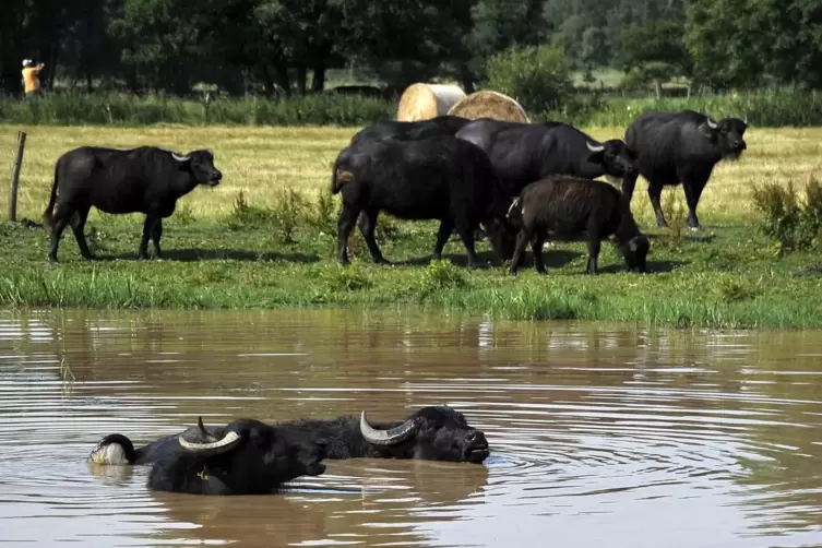 Wasserbüffel kühlen sich in Flutmulden ab.